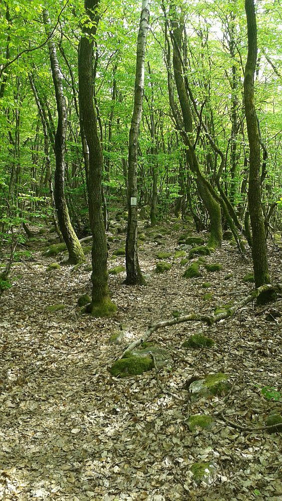 Soonwaldsteig