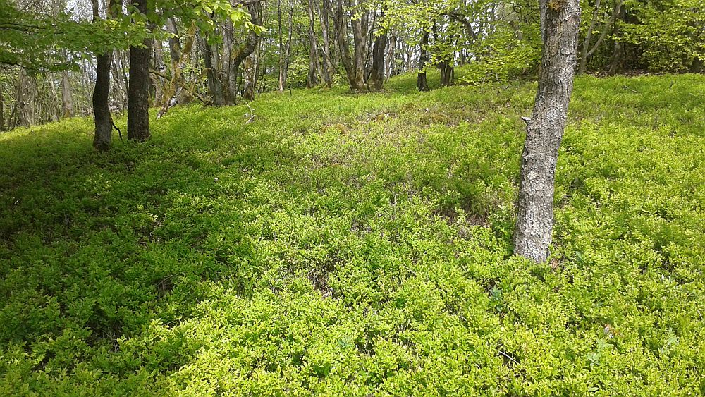 Soonwaldsteig