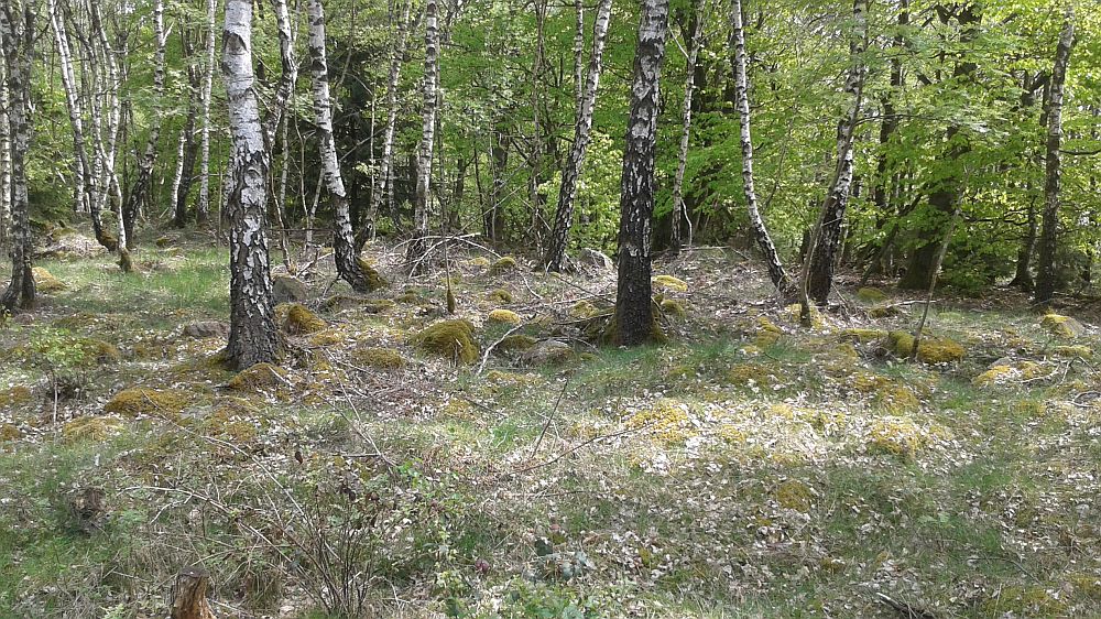 Soonwaldsteig