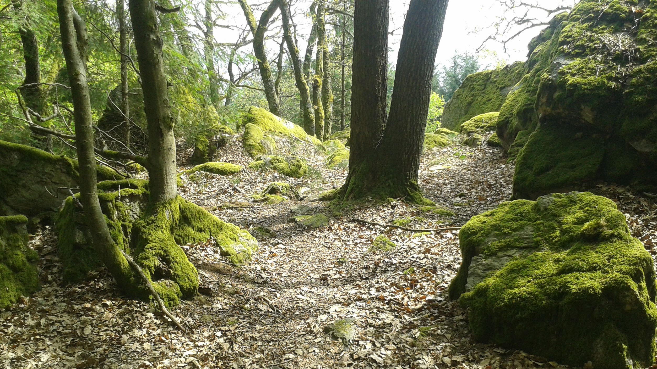Soonwaldsteig