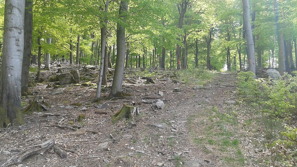 Soonwaldsteig