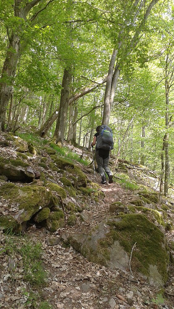 Soonwaldsteig
