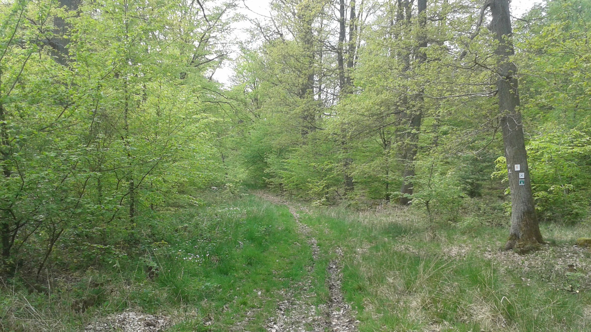 Soonwaldsteig