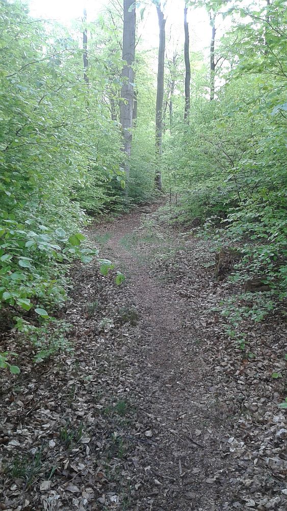 Soonwaldsteig