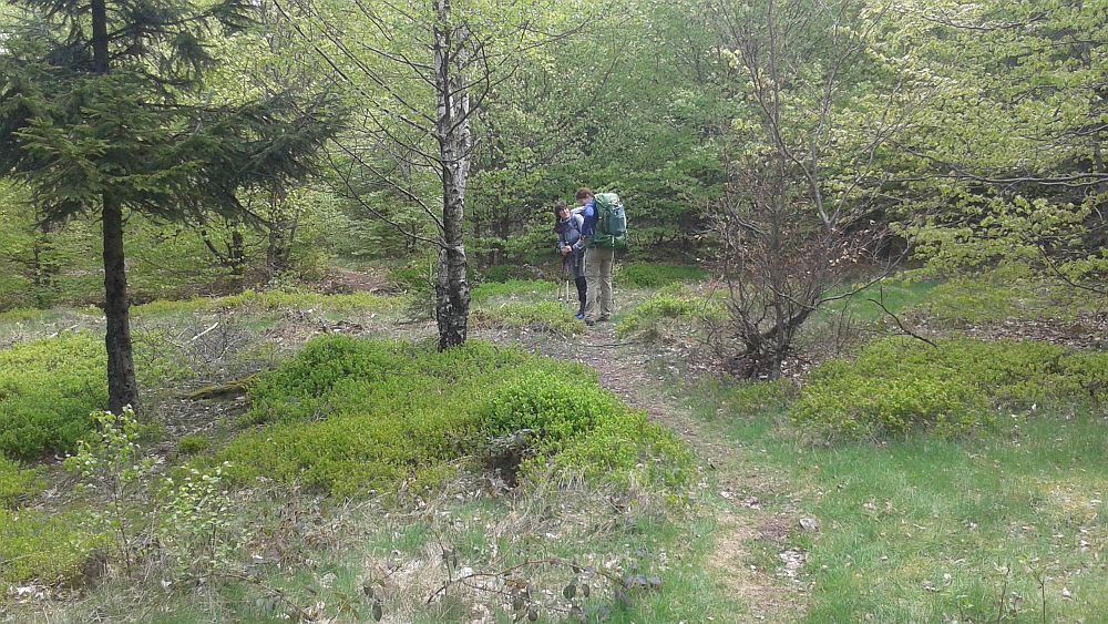 Soonwaldsteig