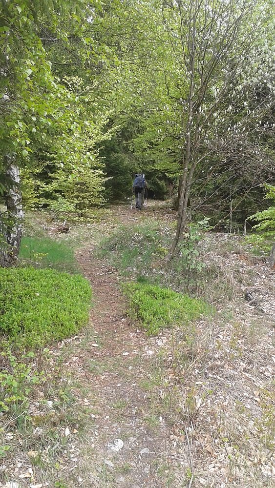 Soonwaldsteig