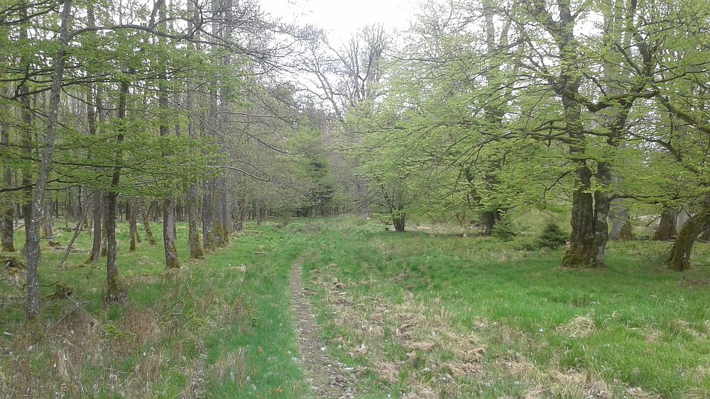 Soonwaldsteig