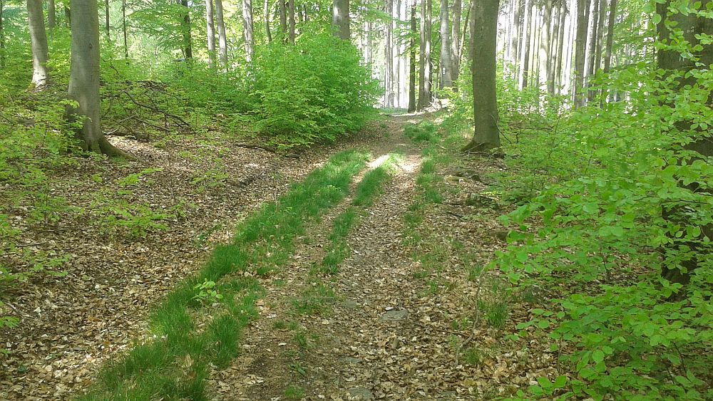Soonwaldsteig
