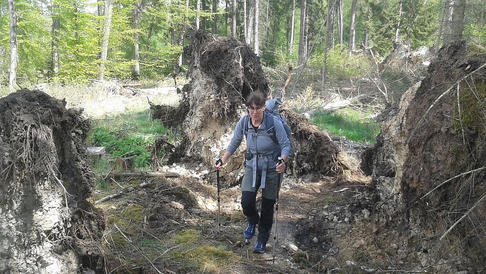 Soonwaldsteig