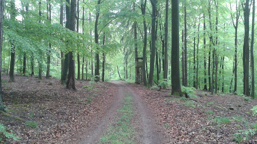 Soonwaldsteig