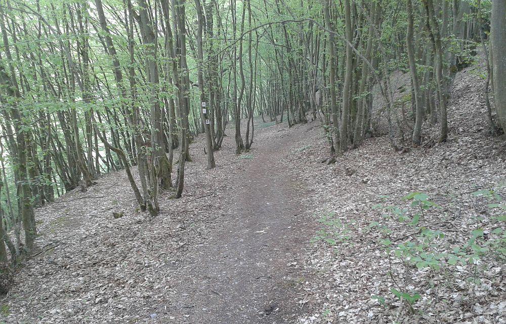 Soonwaldsteig