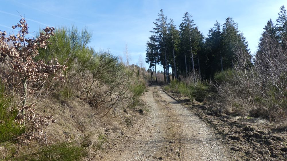Großes Sonnenstück
