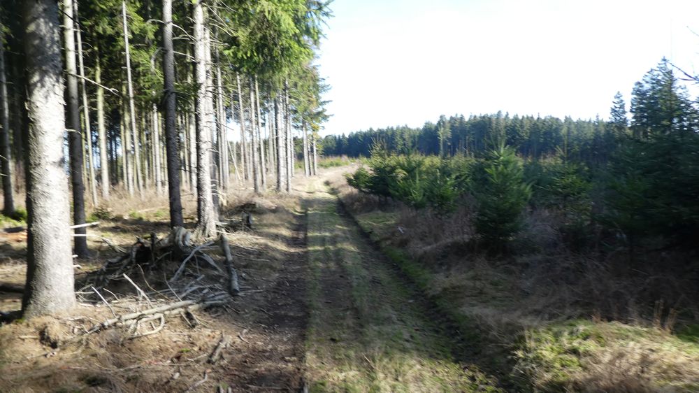 Großes Sonnenstück