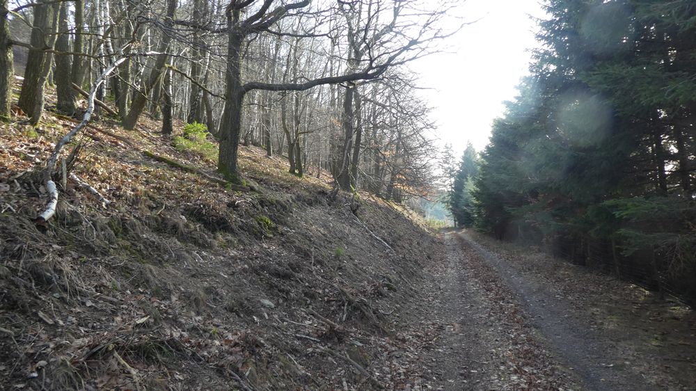 Großes Sonnenstück