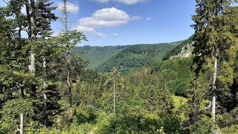 Todnauer Wasserfallsteig