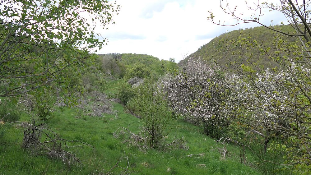 Bergheiden- und Wacholderweg