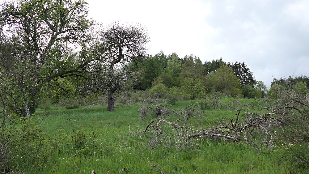 Bergheiden- und Wacholderweg