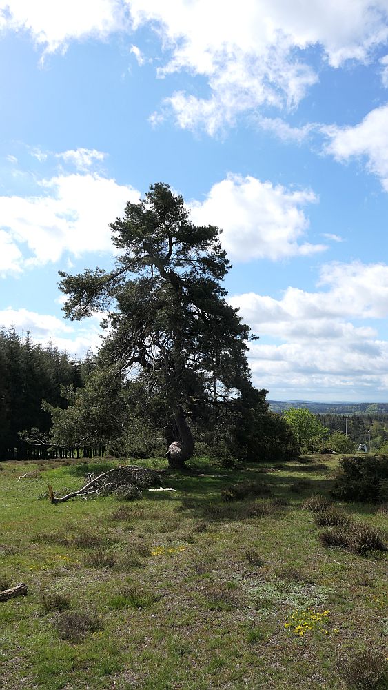 Bergheiden- und Wacholderweg