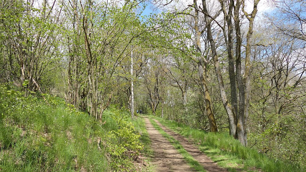 Bergheiden- und Wacholderweg