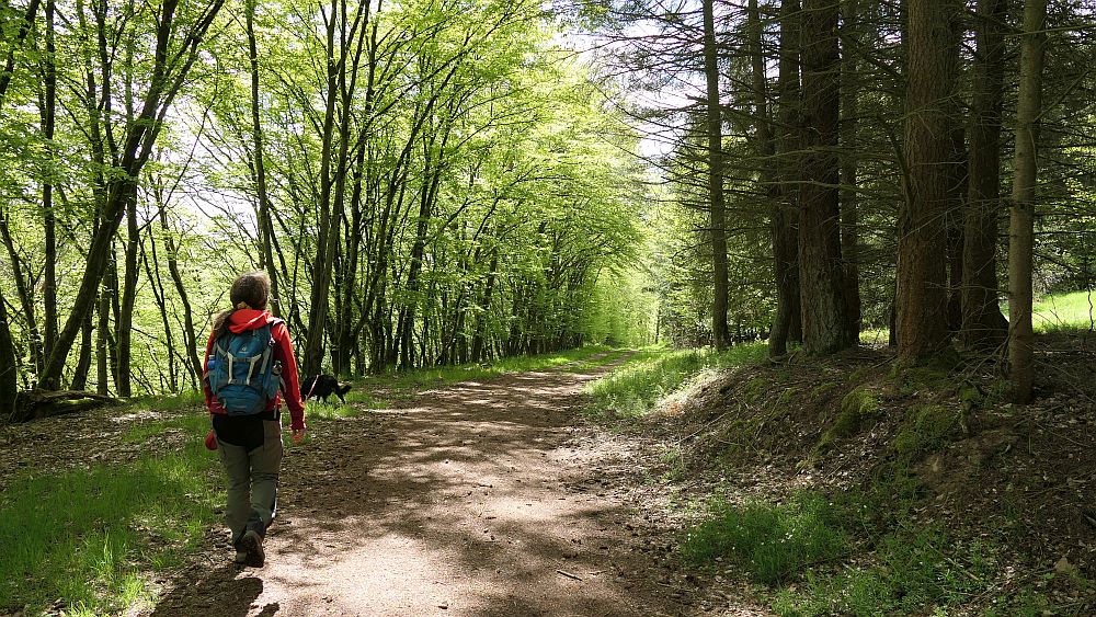 Bergheiden- und Wacholderweg