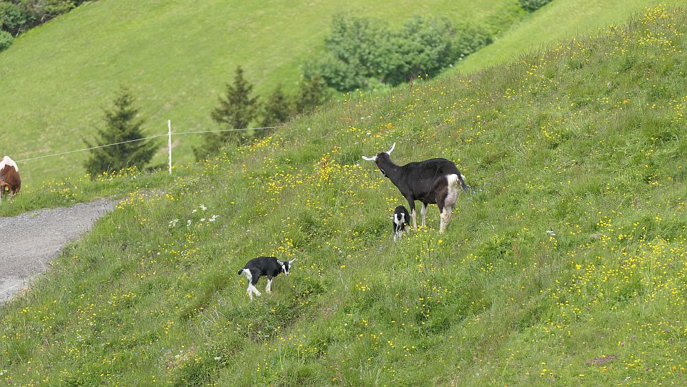 Bergstation Uga Express nach Damuels