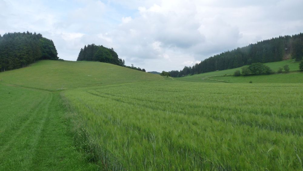 Uplandsteig