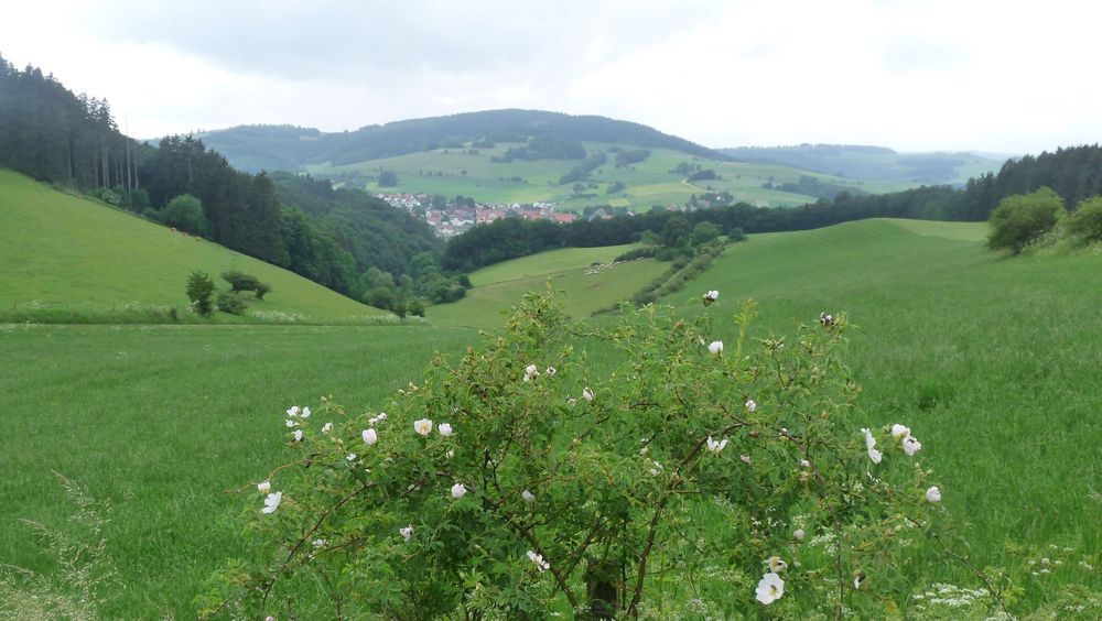Uplandsteig