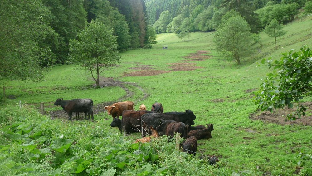 Uplandsteig