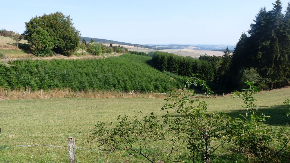 Uplandsteig