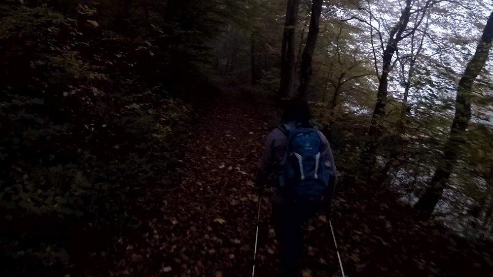 Urwaldsteig
