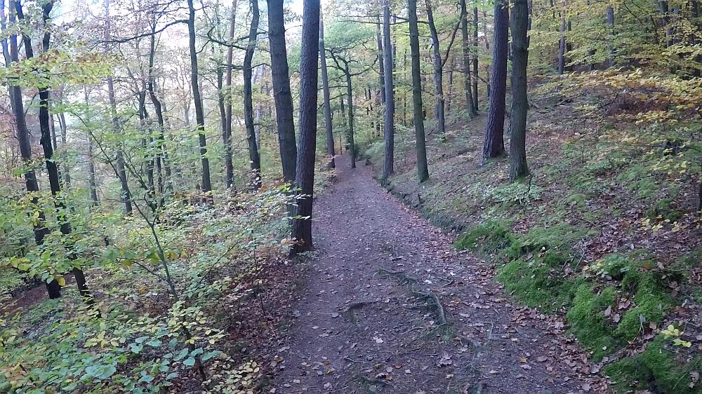 Urwaldsteig