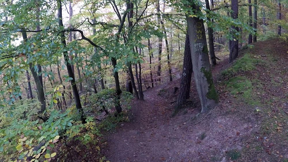 Urwaldsteig