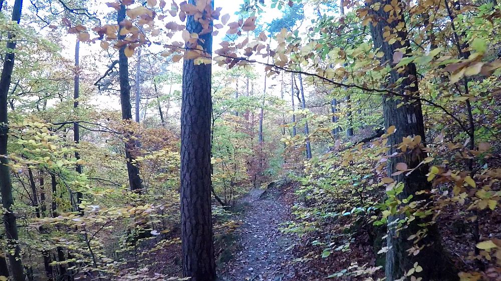 Urwaldsteig