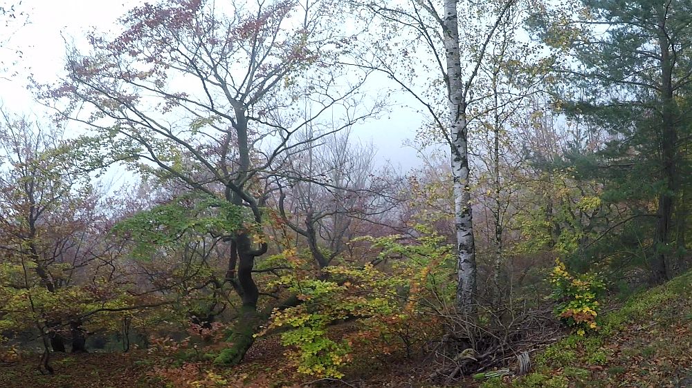 Urwaldsteig