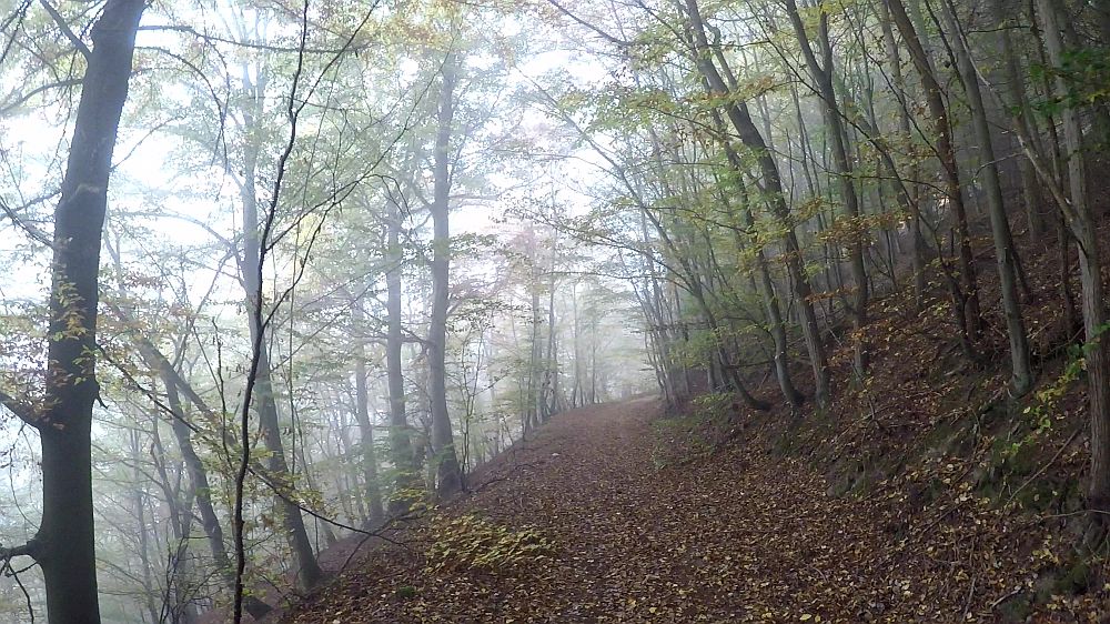 Urwaldsteig