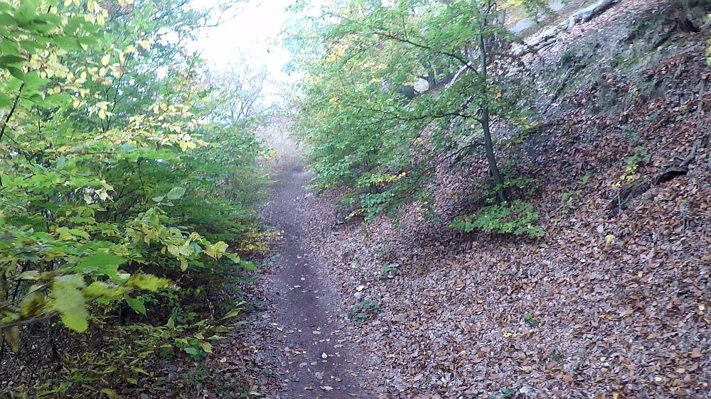 Urwaldsteig