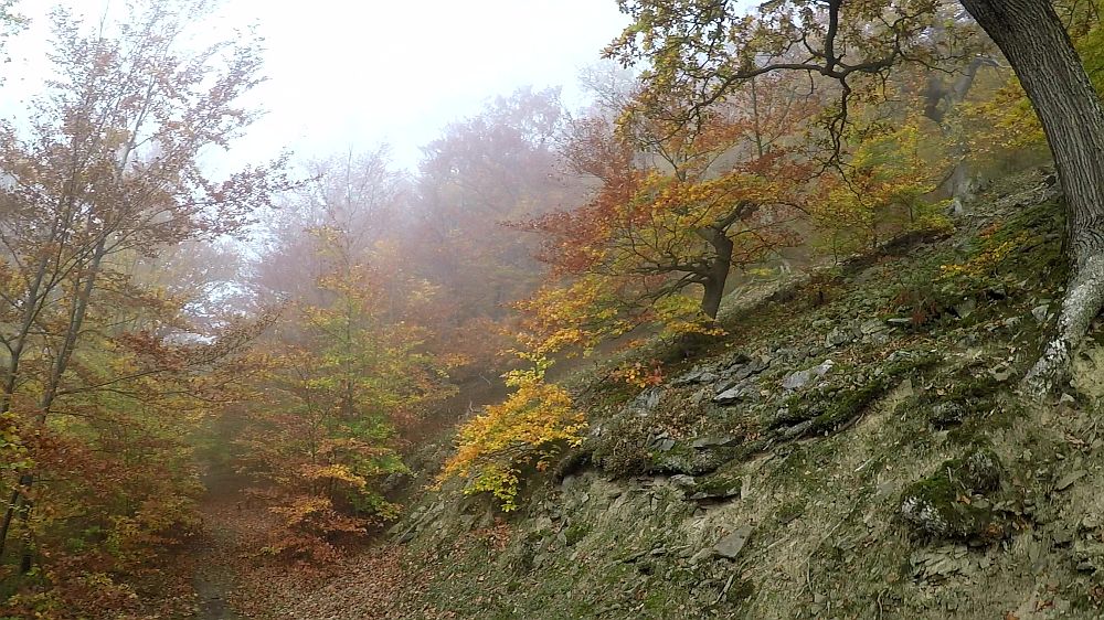 Urwaldsteig