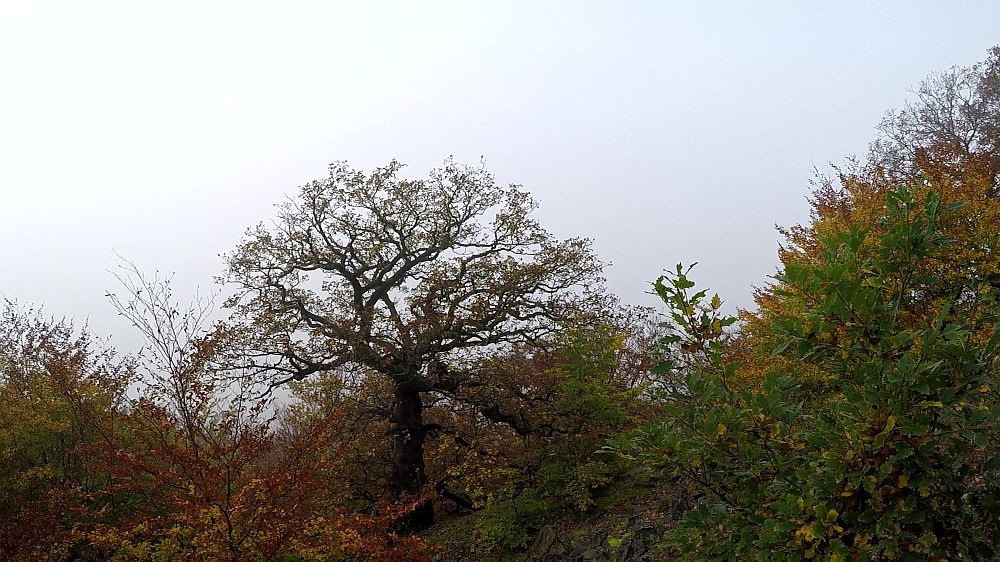 Urwaldsteig