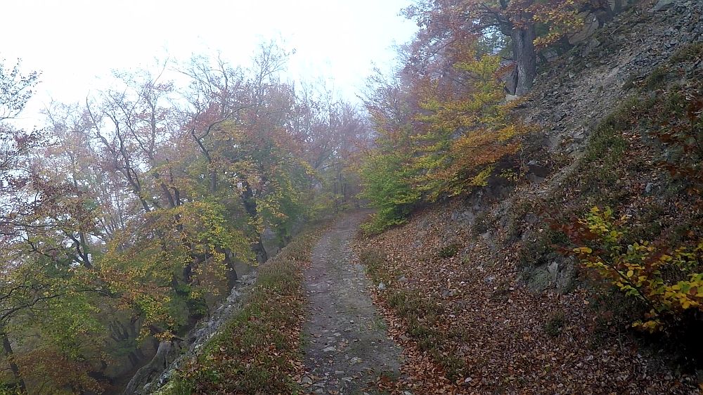 Urwaldsteig