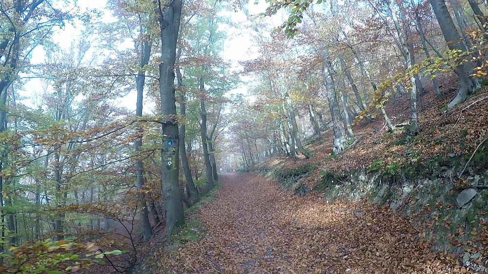 Urwaldsteig