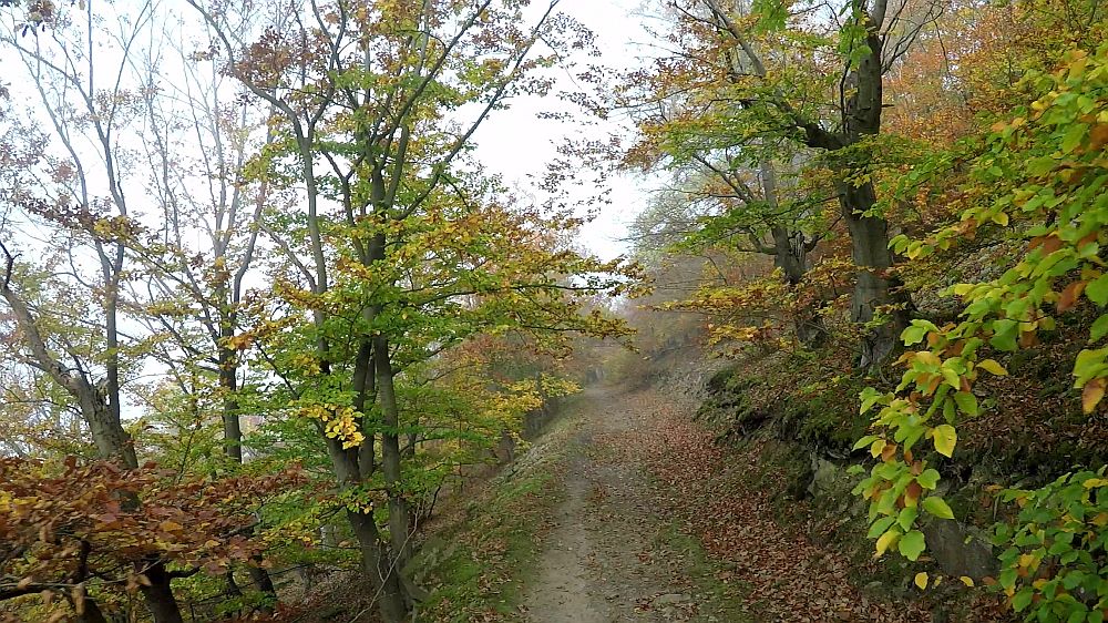 Urwaldsteig