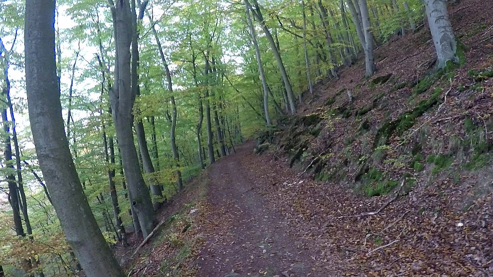 Urwaldsteig
