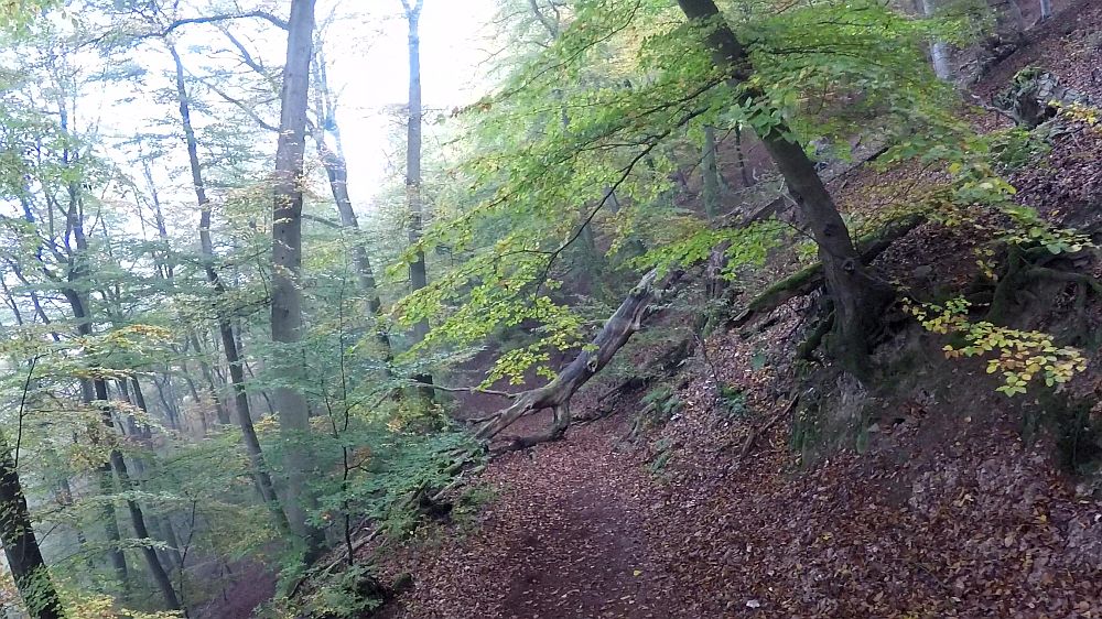 Urwaldsteig