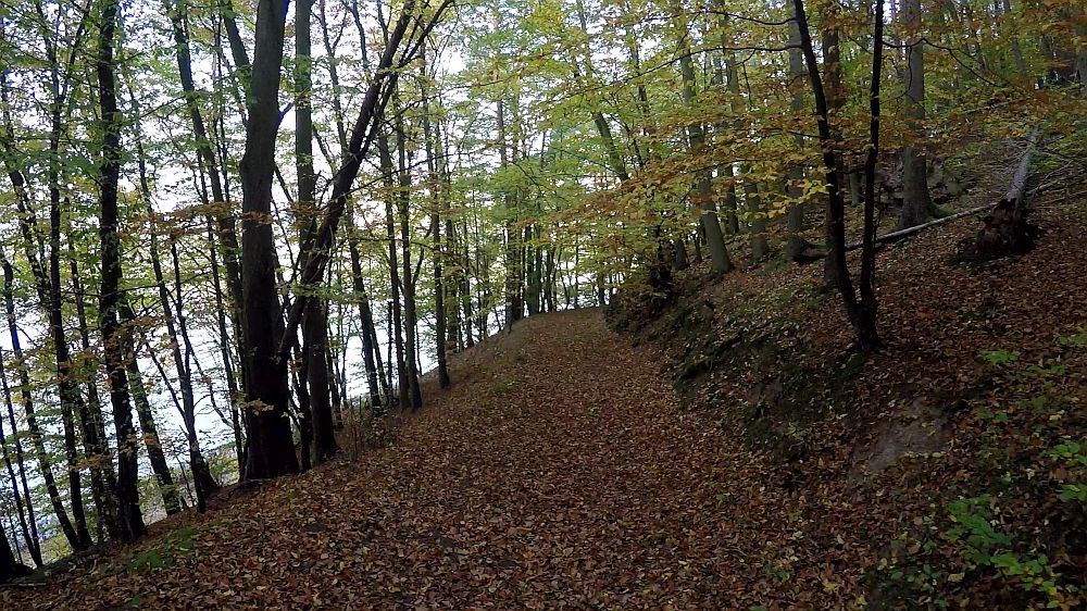 Urwaldsteig