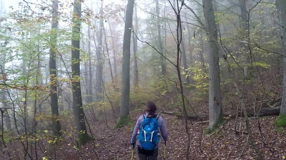 Urwaldsteig