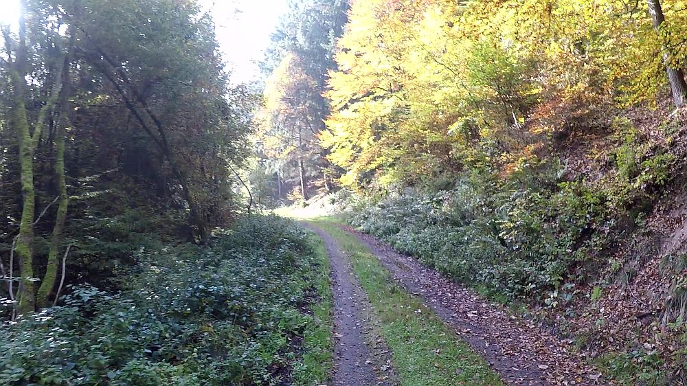 Urwaldsteig