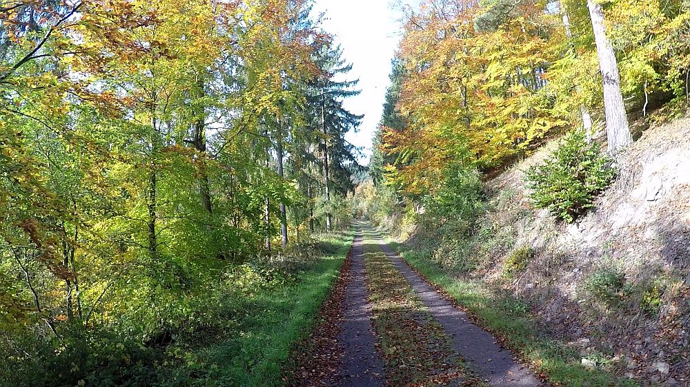Urwaldsteig