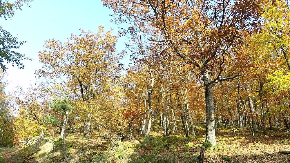 Urwaldsteig