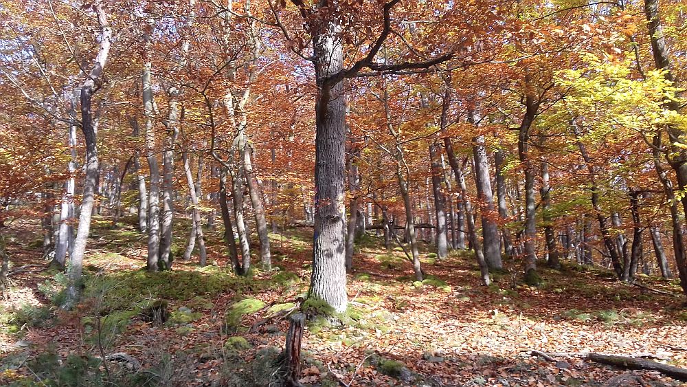 Urwaldsteig