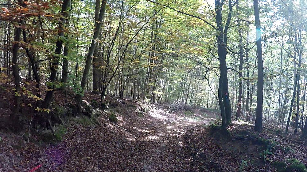 Urwaldsteig